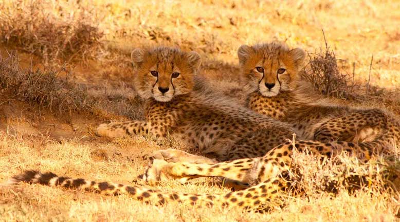 Tanzania Safari Tours
